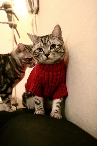 “校园足球联赛逐步扩大,越来越多青少年前来 compete”,校园足球比赛