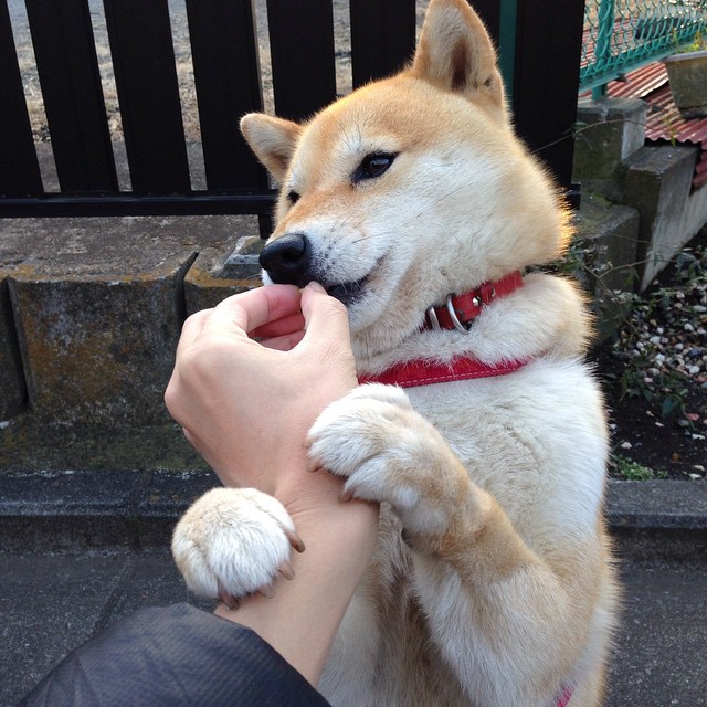 挪威队未能晋级欧洲杯，哈兰德表示失望，挪威队未能晋级欧洲杯,哈兰德表示失望吗