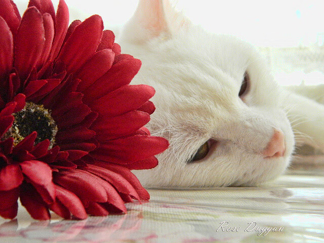 爱游戏真人体育娱乐-【明星见面会】粉丝与球员的零距离互动，明星见面会现场