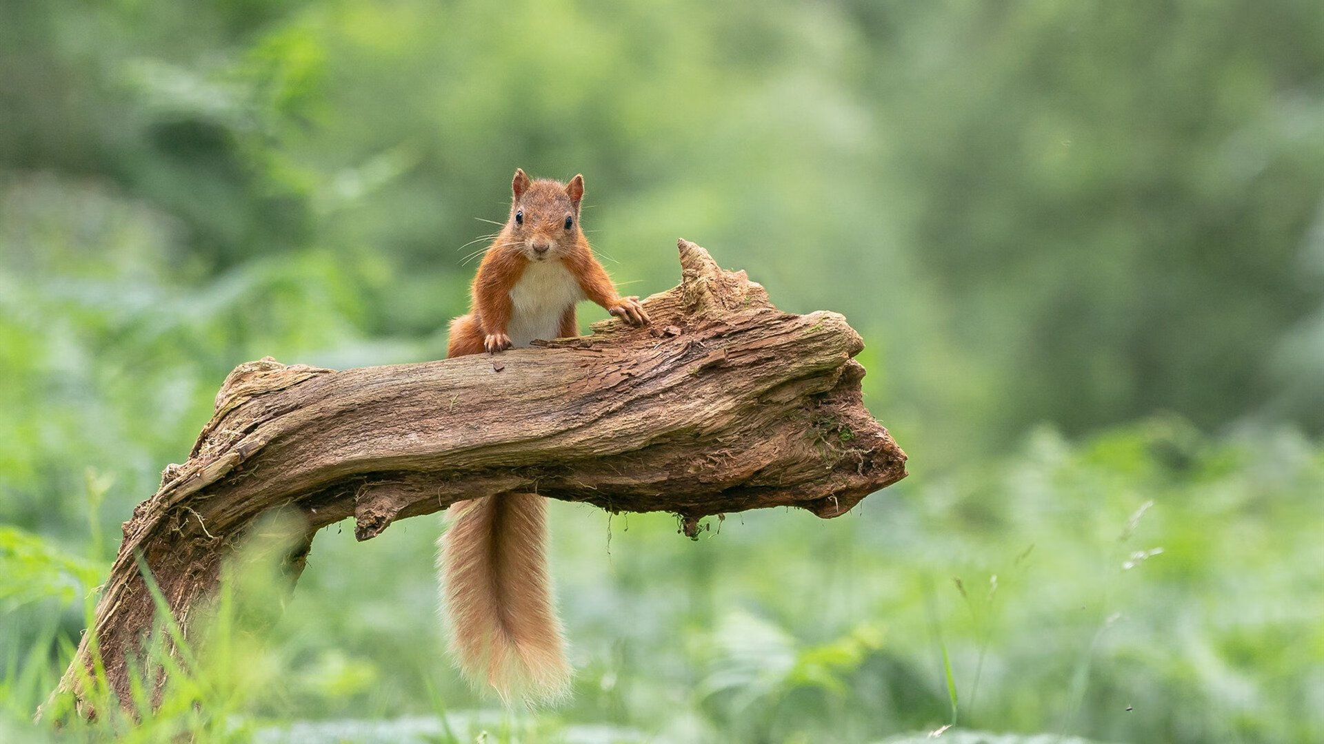 爱游戏娱乐网址-史上最年轻的“冠军射手”亮相，未来走向巅峰，最年轻的世界冠军是谁